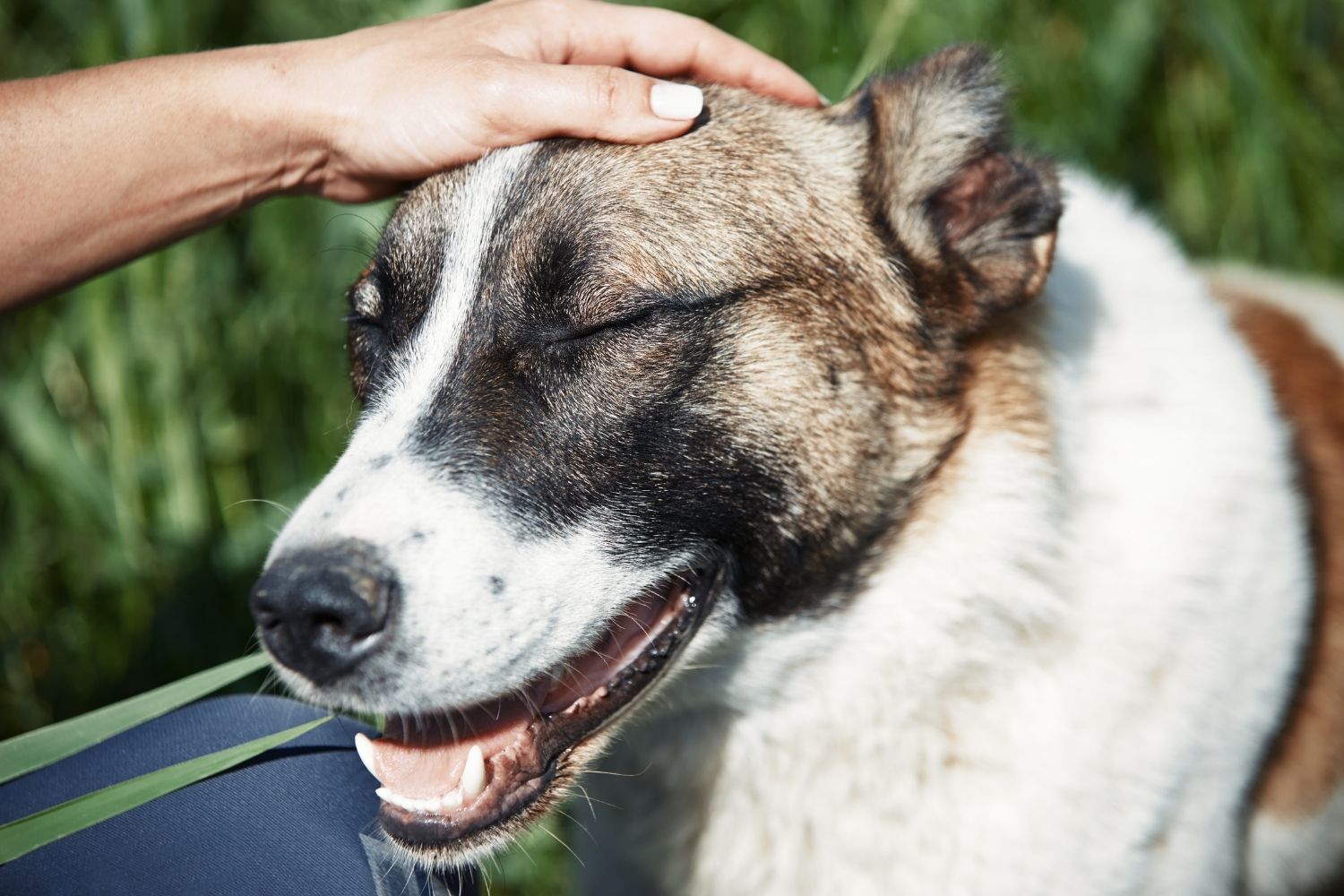 petting happy dog